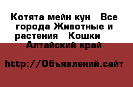 Котята мейн кун - Все города Животные и растения » Кошки   . Алтайский край